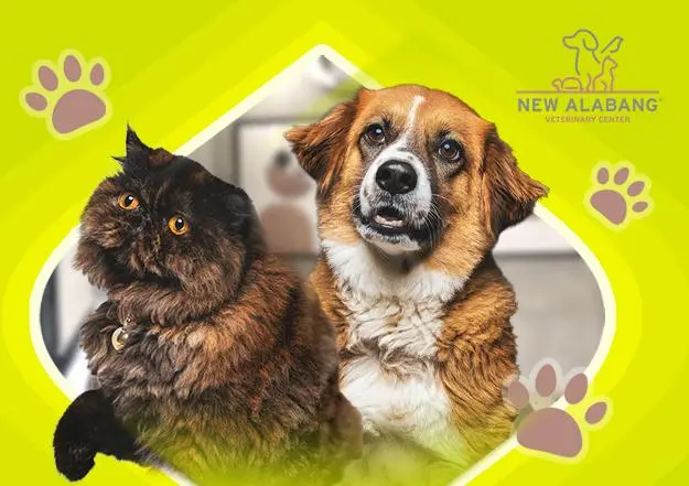 EastWest Up to 10% savings on pet care essentials at New Alabang Veterinary Center official promo image